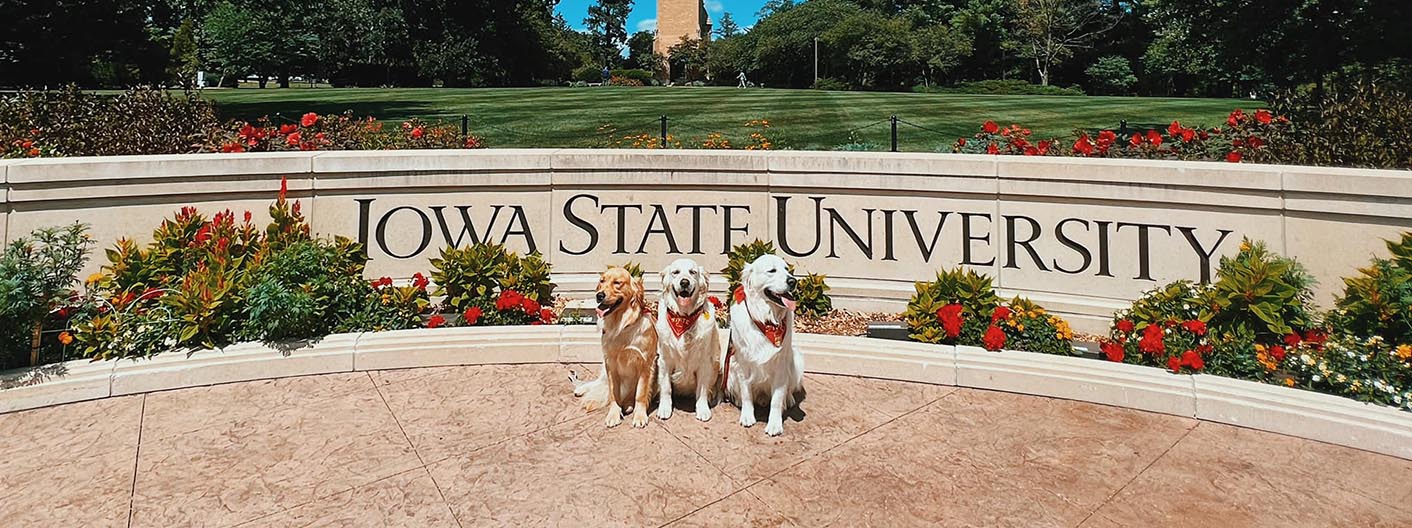 Therapy dogs pose in front of the Iowa State University wall.