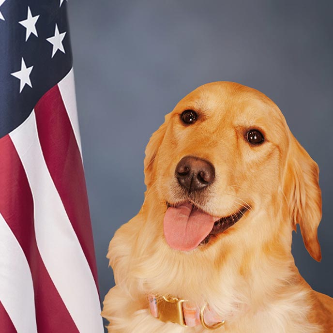 Headshot of Sydni, a golden retriever that serves as a therapy dog.