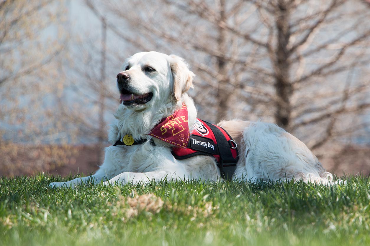 Outdoor portrait of ISU Police's therapy dog Zosia.
